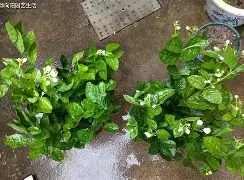 灰熊队内火药味越来越浓,内讧传出的简单介绍 灰熊队内火药味越来越浓,内讧传出的简单介绍